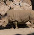 O rinoceronte Angalifu morreu em San Diego, aumentando o risco de extinção da espécie   Foto: Ken Bohn/San Diego Zoo / Reuters