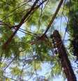 Cliente teme que fios provoquem um acidente grave  Foto: Divulgação