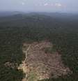 Imagem aérea de área devastada na floresta amazônica, no Pará. 22/09/2013  Foto: Nacho Doce / Reuters