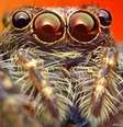 <p>Nas fotos, Roni Hendrawan revelou detalhes supreendentes desses animais peludos de oito patas</p>  Foto: Roni Hendrawan/Solent News/Rex Features / BBC News Brasil