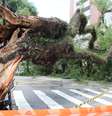 <p>Árvore que caiu no cruzamento das ruas Cubatão e Eça de Queirós, na Vila Mariana (zona sul de SP), e destruiu fios da rede elétrica</p>  Foto: Janaina Garcia / Terra