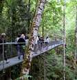 <p>Na IslandWood, os jovens aprendem em contato com a natureza</p>  Foto: Divulgação