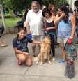 A estudante Desiree Barros, 18 anos, brinca com Dimitri, da raça Golden Retriever; com a ajuda dos pais, ela também levou a Schnauzer Chica para a USP, onde presta o vestibular da Fuvest neste domingo  Foto: Débora Melo / Terra
