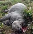Animal foi encontrado morto neste domingo no parque nacional   Foto: Daily Mail / Reprodução