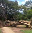 <p>Temporal derrubou 25 árvores do parque do Ibirapuera no dia 29 de dezembro</p>  Foto: Terra