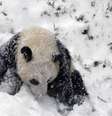 Bao Bao brinca na neve pela primeira vez  Foto: David Murphy / Reuters