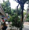<p>Pedestre caminha sob galho pendurado na avenida</p>  Foto: Anderson Luiz de Almeida Pereira / vc repórter
