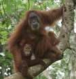 <p>Orangotangos após libertação</p>  Foto: SOCP / BBC