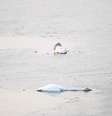 Cisne ficou desesperado após a morte de outra ave  Foto: Daily Mail / Reprodução