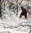<p>Vídeo mostra uma criatura grande e peluda caminhando por uma floresta de uma área remota da Rússia</p>  Foto: Youtube / Reprodução