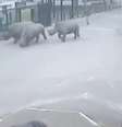 <p>Os animais conseguiram chegar ao estacionamento do zoológico</p>  Foto: BBC