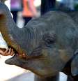 <p>Animal é novamente a estrela da reunião de Kasane, nos arredores dos parques naturais do norte de Botsuana</p>  Foto: AFP