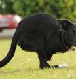 Cachorro perdeu as patas dianteiras e precisou se adaptar, mas vive feliz, segundo seus donos  Foto: The Telegraph / Reprodução