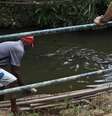 <p>Moradores se arriscam para pegar água de bica no Canal das Taxas, onde vivem jacarés</p>  Foto: Ariel Subirá / Futura Press