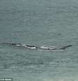 Mulher é surpreendida por baleia a poucos metros em praia de Cape Town  Foto: Daily Mail / Reprodução