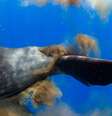  Foto: Keri Wilk/CATERS NEWS AGENCY