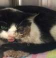 Parte do rosto de Bart continua muito ferida, o que incentivou na criação do apelido "gato-zumbi".  Foto: Daily Mail  / Reprodução
