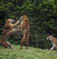 <p>Tigres brigam em zoológico de Yangzhou, na província de Jiangsu, em 12 de abril de 2014</p>  Foto: Stringer / Reuters