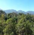 Estados que menos desmataram foram São Paulo, Rio Grande do Sul e Pernambuco  Foto: Eco Desenvolvimento