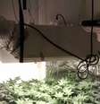 <p>Plantação de maconha foi apreendida em uma residência.</p>  Foto: PF / Divulgação