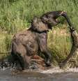 Batalha entre elefante e crocodilo foi flagrada em parque nacional da África do Sul  Foto: The Mirror / Reprodução