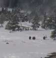 <p>V&iacute;deo mostra quatro criaturas passando por tr&aacute;s das &aacute;rvores do Parque Nacional de Yellowstone</p>  Foto: Youtube / Reprodução
