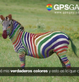 Colômbia, com 20%, Venezuela, com 14% e Argentina, com 10%, são os outros países com maior número de inscritos na rede  Foto: Facebook GPSGAY / Reprodução
