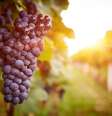 O resveratrol, um polifenol que pode ser encontrado principalmente nas sementes de uvas, na película das uvas pretas e no vinho tinto  Foto: IFL Science / Reprodução