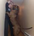 Hulk alcança a dona ao ficar apoiado em suas patas traseiras  Foto: Youtube / Reprodução