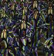 <p>Unidos da Tijuca é a atual campeã do Carnaval</p>  Foto: Christophe Simon / AFP