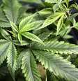 <p>Pesquisas revelam benefícios do uso medicinal da maconha</p>  Foto: BBC Mundo / Copyright