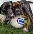 <p>Cachorro tem memória a curto prazo de apenas 2 minutos </p>  Foto: Reprodução