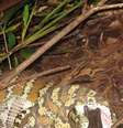 A cobra articulou suas mandíbulas e colocou a "vítima" inteira  Foto: Daily Mail / Reprodução