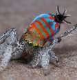 Nova espécie de aranha-pavão descoberta em Queensland  Foto: Reprodução