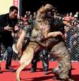 Imagens de briga entre cães no Festival de Primavera da cidade de Sanjiao, na província de Jishan, causam revolta  Foto: Daily Mail / Reprodução