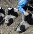 Filhotes de panda mamam em parque e encantam visitantes  Foto: Daily Mail / Reprodução