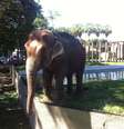 Elefante faz a festa das crianças no zoológico do Rio, em São Cristóvão  Foto: Marcus Vinicius Pinto / Terra