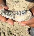 Cientistas encontraram uma mandíbula com cinco dentes que pertenceram ao nosso ancestral mais antigo: com 2,8 milhões de anos  Foto: IFL Science / Reprodução