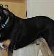 <p>Cães têm dez vezes mais receptores olfativos do que humanos e identificam substâncias químicas de tumores</p>  Foto: BBC News Brasil