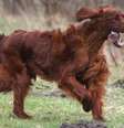 O cachorro Jagger foi morto na semana passada: veterinário encontrou diversos tipos de veneno no estômago  Foto: Twitter