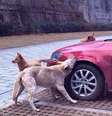 Cães vingativos destroem carro parado em vaga preferida  Foto: Daily Mail / Reprodução