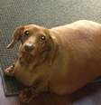 Dennis chegou a pesar 25kg, quatro vezes mais que o indicado para sua raça e tamanho           Foto: Eric Albrecht / AP