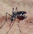 <p>Proporção de infectados em 2015 tem se mantido entre 2,5 a 3 vezes acima do registrado no ano passado</p>  Foto: Agência Brasil