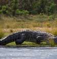 Calças estavam boiando na água e crocodilo tinha somente metade de um corpo na boca  Foto: Daily Mail / Reprodução