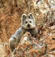 Em extinção, coelho mágico é visto em montanhas chinesas  Foto: Bored Panda / Reprodução