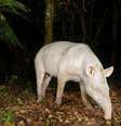 Anta albina rara é fotografada em floresta brasileira   Foto: IFL Science / Reprodução
