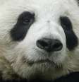 Tain Tian está no zoo de Edimburgo desde 2011  Foto: BBC