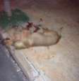 Animal foi morto a facadas por comerciante no interior de São Paulo  Foto: Facabook / Reprodução