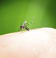 <p>S&atilde;o Paulo j&aacute; viveu epidemia de dengue h&aacute; dois anos</p>  Foto: iStock