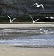 Mulher lança buquê de flor no mar em Iwaki, na região de Fukushima, no Japão, em 11 de março, dia de aniversário do terremoto seguido de tsunami que atingiu a área. 11/03/2015  Foto: Kyodo / Reuters